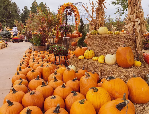 Flagstaff Arizona Pumpkin Patch