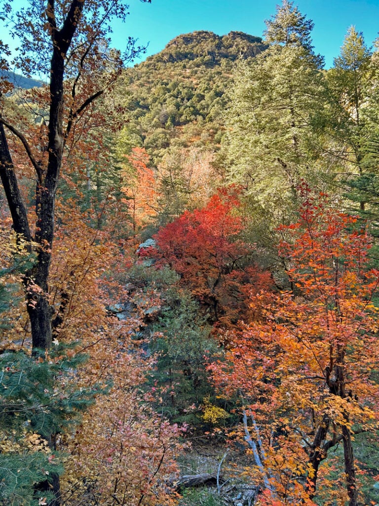 Arizona fall foliage, fall foliage Arizona, Arizona autumn colors, where to see fall colors in Arizona